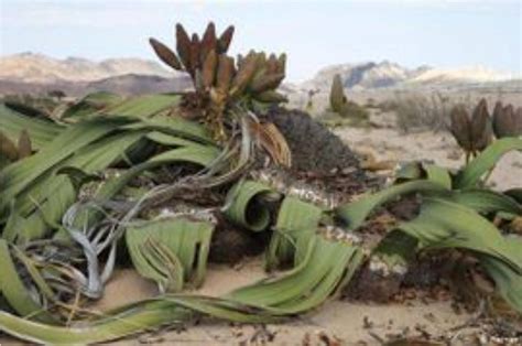 Welwitschia, A plant that is truly one-of-a-kind and amazing, especially when you consider that ...