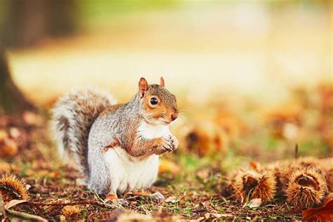 Nuts about Fall: Squirrel Feeding Habits in Autumn - My Backyard Passion