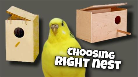 choosing a budgie nest box | nesting behavior | Budgie nest box ...