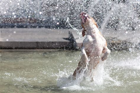 These dogs who love playing in water fountains is doing life right