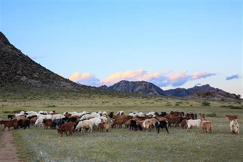 Wildlife Watching in Mongolia 2024 - Rove.me