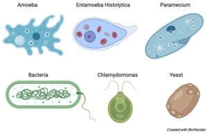 Unicellular Organism: Definition, Types, and Examples