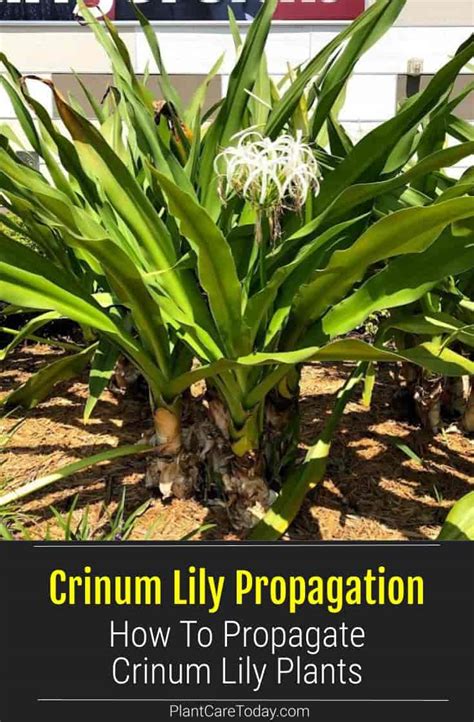 Crinum Lily Propagation Tips: When And How To Start Crinum Lilies