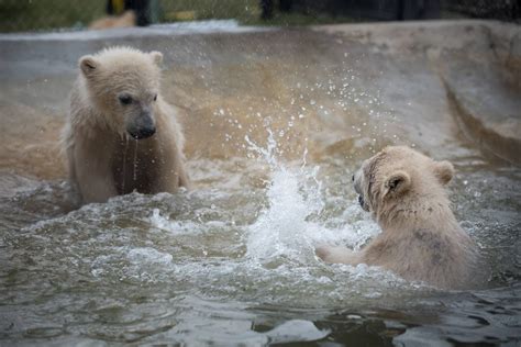 Columbus Zoo polar bear cubs up 50 pounds, enjoying the outdoors | WSYX