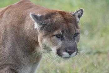 Our Wildlife - BC Wildlife Park | It's all Happening at the Park