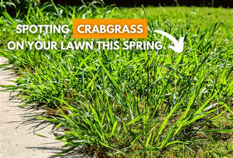 The Difference Between Crabgrass And Coarse Fescue