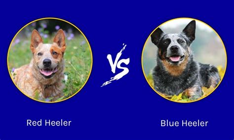 Red Heeler vs Blue Heeler: What Is The Difference? - Wiki Point