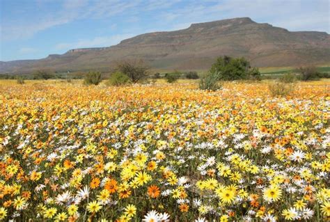 The Wild Flowers of the Cape & Namaqualand - Naturetrek