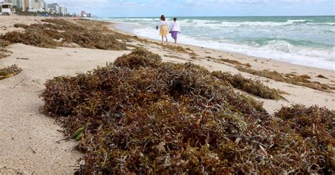 Giant floating bloom of Sargassum seaweed will likely be largest ever recorded - CBS Miami