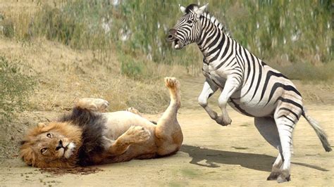 LION HUNTING ZEBRA FAIL | How To Zebra Escape From Lion's Jaw | Lion ...