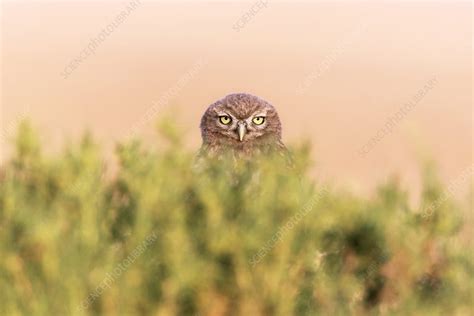 Little owl - Stock Image - C028/6316 - Science Photo Library