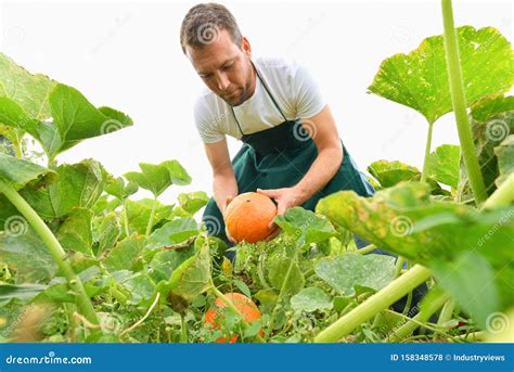 Farmer Harvesting Pumpkins on a Vegetable Field of the Farm Stock Photo ...