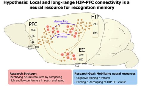 B01 | Medial Temporal Lobe and Prefrontal cortex connectivity as a ...