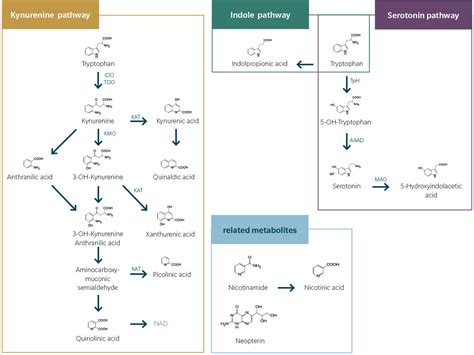 Targeting immune response – Tryptophan metabolism assay