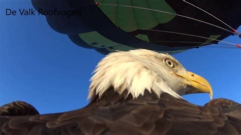 Eagle Flight With Camera - YouTube