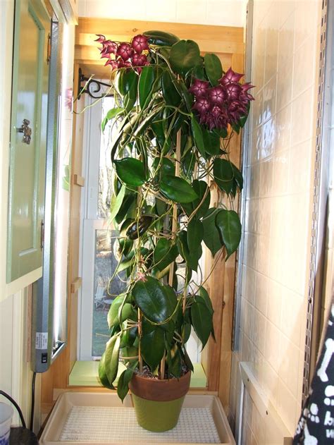 Hoya macgillivrayi | Hoya plants, Cool plants, House plants