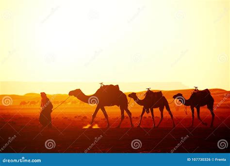 Caravan of Camels in Sahara Desert, Morocco Editorial Photo - Image of camel, maroc: 107730326