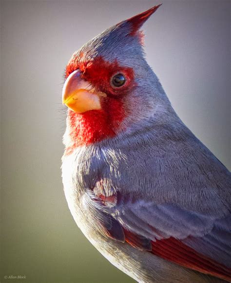 Feather Tailed Stories: (southwest) Northern Cardinal / Pyrrhuloxia