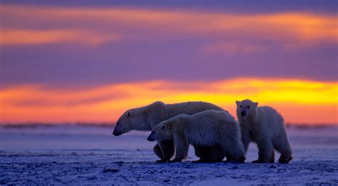 Kingdom of the Polar Bears: The Bears of Summer | Nature of Things