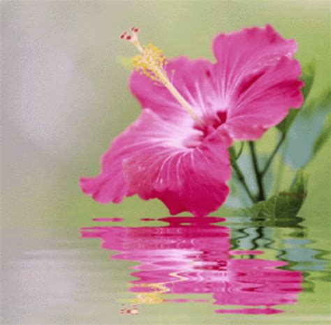 Flower Love GIF - Flower Love Hibiscus - Discover & Share GIFs | Rose ...