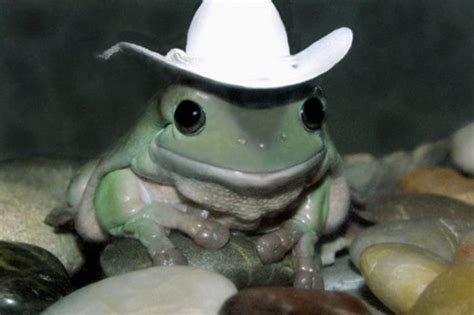 Animals Wearing Hats (64 pics)