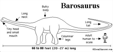 Barosaurus Printout - ZoomDinosaurs.com