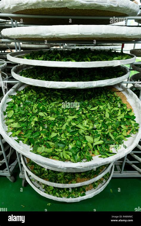 Processing of fermentation for tea in factory Stock Photo - Alamy