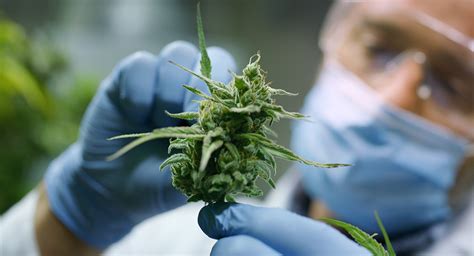 The era of medical cannabis: a huge therapeutic potential within the European Union » LABIANA Group