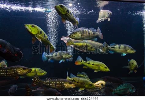 Schooling Peacock Bass Large Aquarium Stock Photo 666124444 | Shutterstock