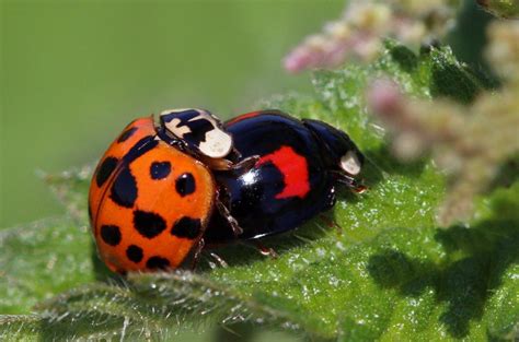 Should You Kill Ladybugs In The House? [Read This First] - Life Under Our Roof