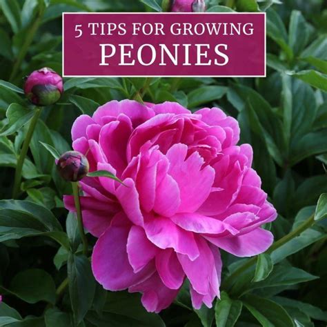 5 Tips for Growing Peonies - Longfield Gardens #howtogrowagarden ...