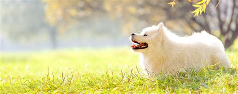 American Eskimo Dog Names | Popular Male and Female Names | Wag!