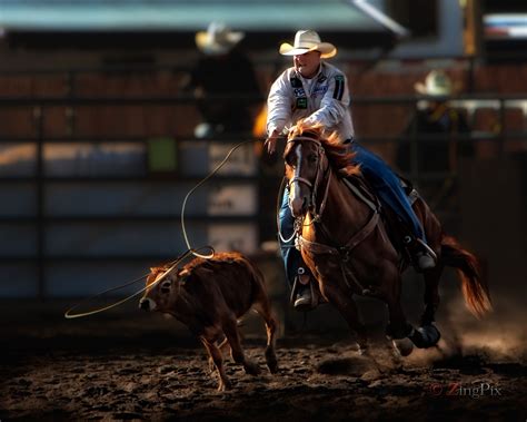 Calf Roping 1 | Calf roping, Calves, Rope