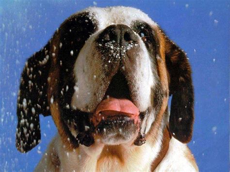 St Bernard Wallpapers - Wallpaper Cave