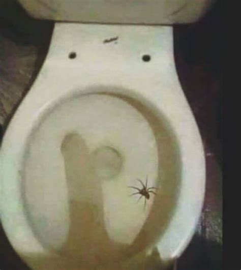 I've found this mad spider in the toilet today : r/CommentAwardsForum