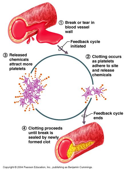 Positive Feedback Mechanism Blood Clotting