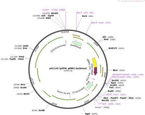 pSL1142 (pSPIN, pBBR1 backbone) - 细菌广宿主载体 bacateria broad range host vector - 现货质粒菌株 - 质粒/菌株 - 宝 ...