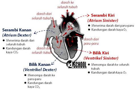 ruang dalam jantung dan fungsinya - Simon Taylor