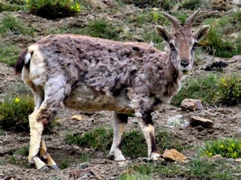 Himalayan blue sheep / Bharal (Pseudois nayaur) Naur | Whizzed Net