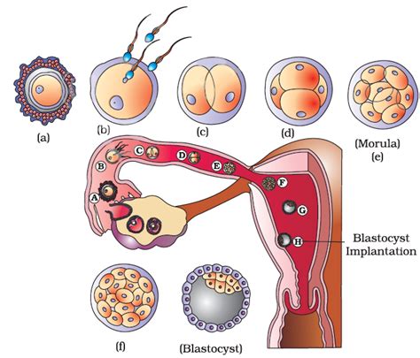 Human Reproduction - Notes | Class 12 | Part 6: Fertilization and Implantation