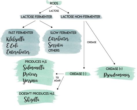 Gram-Negative Lab Algorithm | Algorithm, Negativity, Nursing school survival