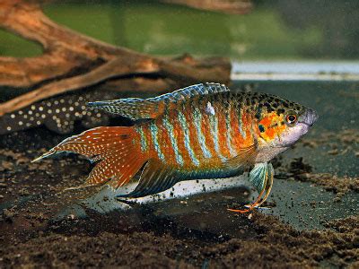 Paradise Gourami Fish - Knowledge Base LookSeek.com