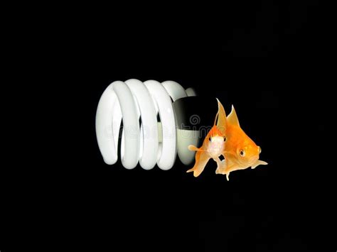 Environmental Friendly Light Bulb Stock Image - Image of leadership ...