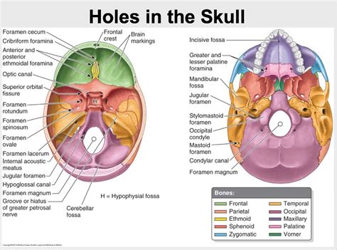 FORAMINA OF SKULL AND STRUCTURES PASSING THROUGH THEM - True value dental Institute