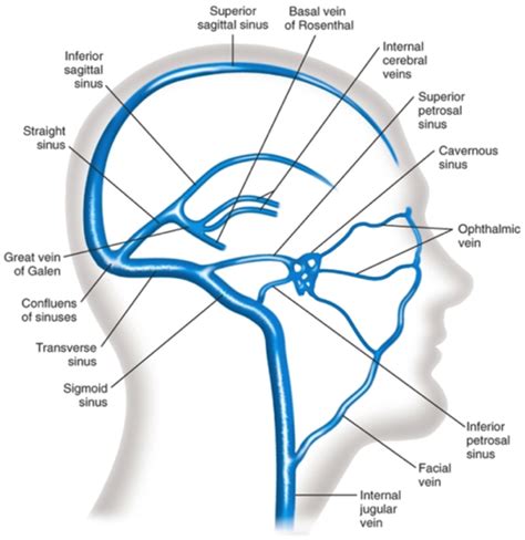 VENOUS SINUSES OF DURA MATER ENCEPHALI (SINUS VENOSUS DURAE MATER ...