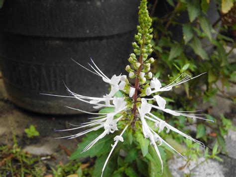 Exotic Plants in Indonesia : Kumis Kucing