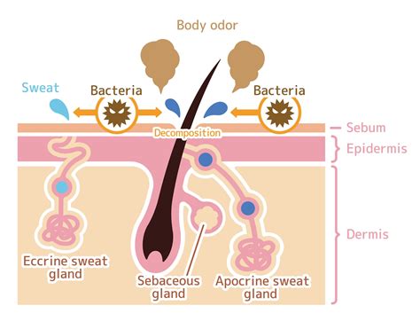 Sudoriferous Glands 101 for Massage Therapist, Spa & Salon Service Pro | CE Institute LLC