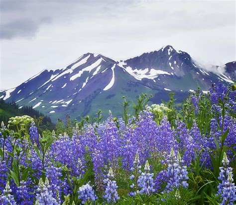 123 best images about COLORADO WILDFLOWERS on Pinterest