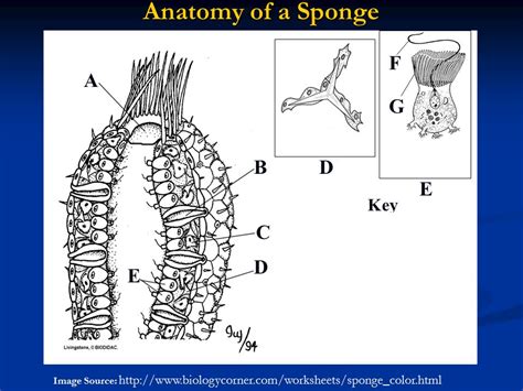 Anatomy of a Sponge Diagram | Quizlet