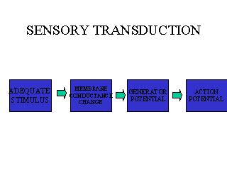 SENSORY TRANSDUCTION